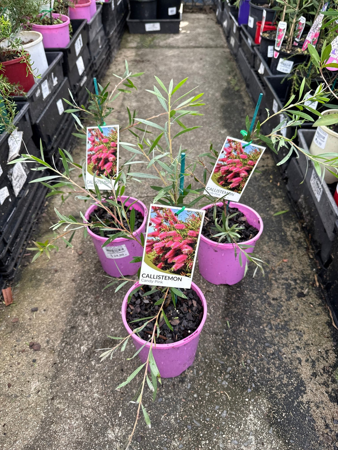 Bottlebrush ‘Candy Pink’ (Callistemon) - Ladybird Nursery