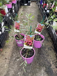 Bottlebrush ‘Candy Pink’ (Callistemon) - Ladybird Nursery