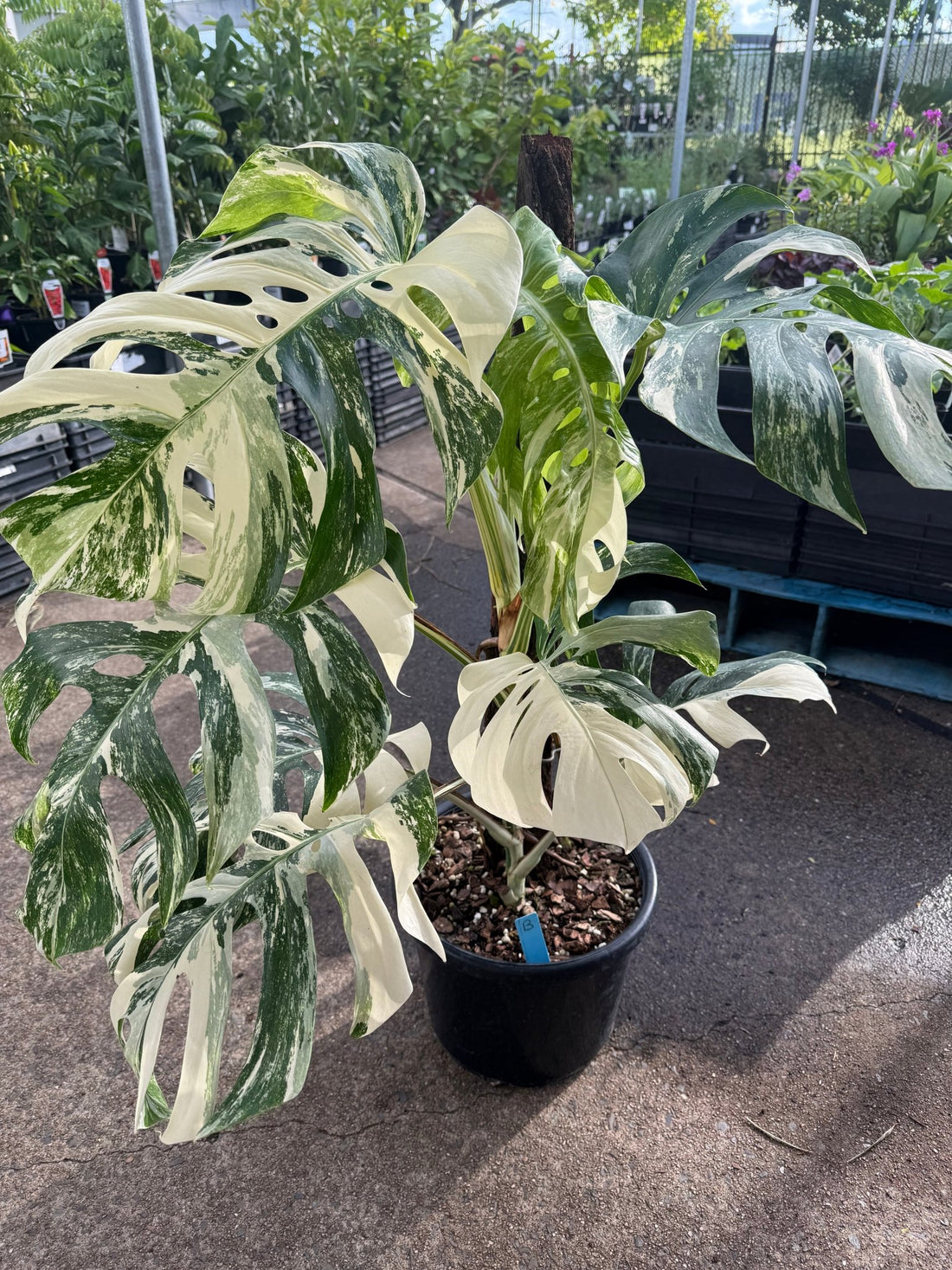 Monstera 'Thai Constellation' on Totem - Advanced (PICKUP ONLY) - Ladybird Nursery