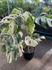 Monstera 'Thai Constellation' on Totem - Advanced (PICKUP ONLY) - Ladybird Nursery