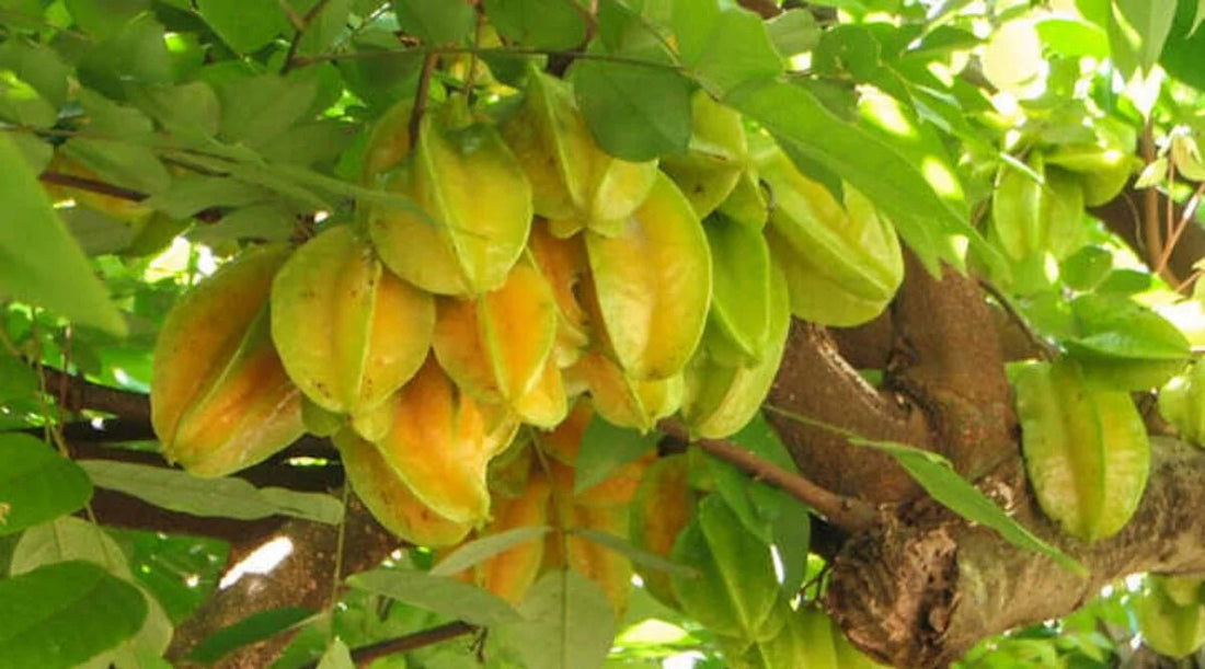 Carambola Starfruit Kembangan - Ladybird Nursery