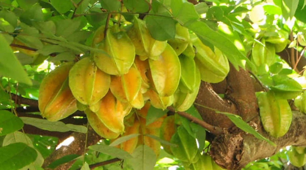 Carambola Starfruit Kembangan - Ladybird Nursery