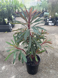 Miner’s Merlot (Euphorbia) - Ladybird Nursery