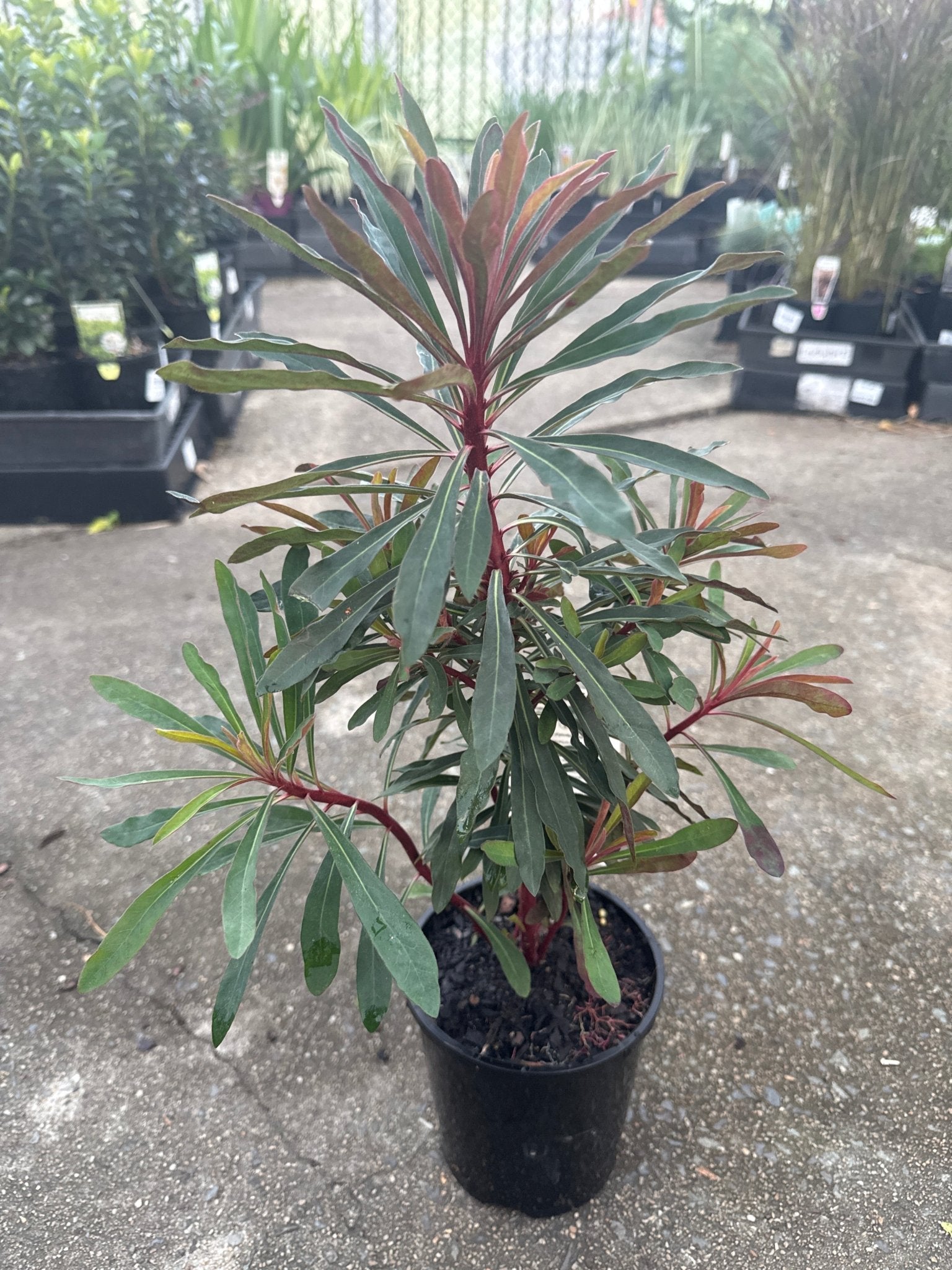 Miner’s Merlot (Euphorbia) - Ladybird Nursery