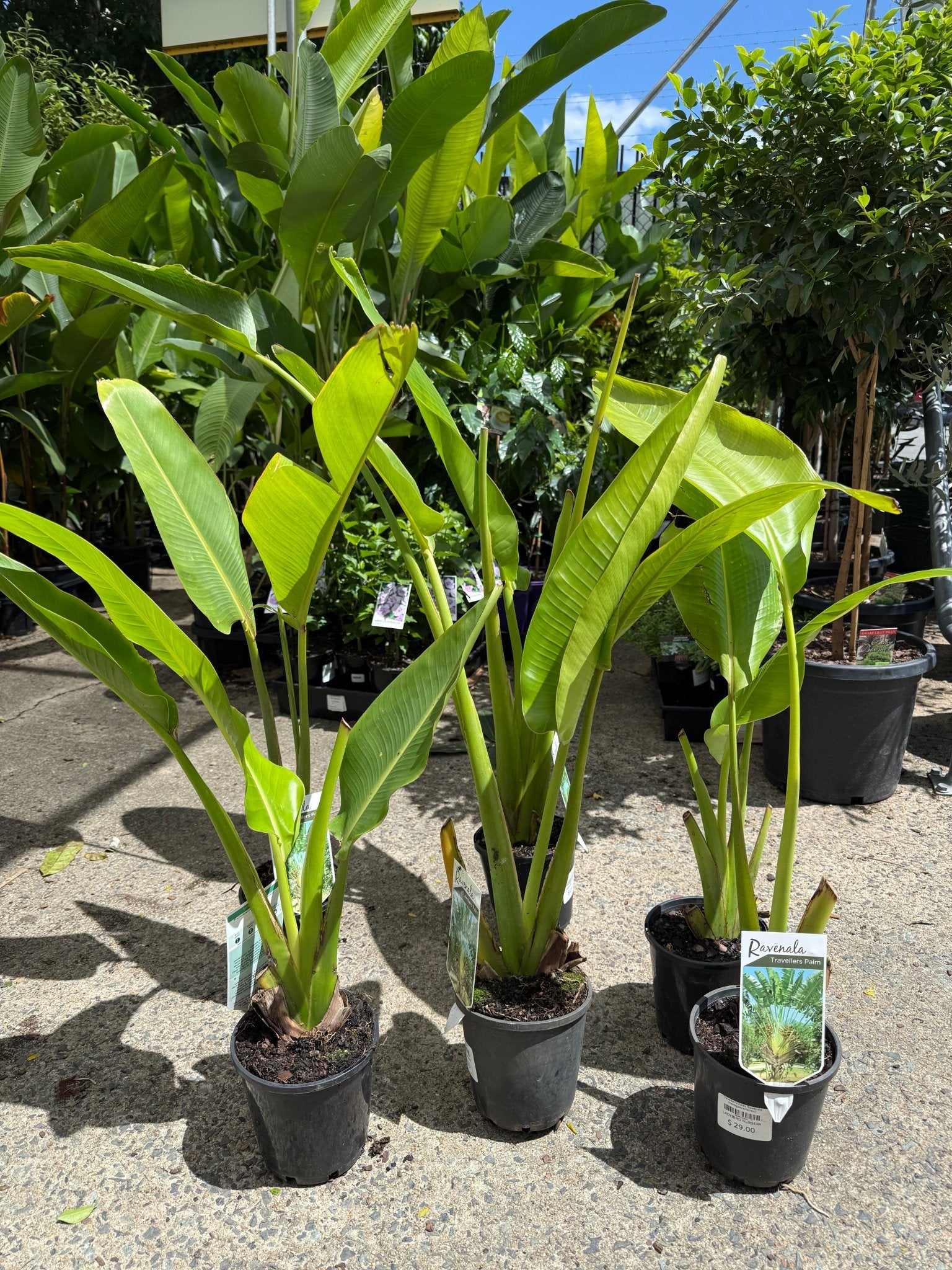 Traveller's Palm (Ravenala madagascariensis) - Ladybird Nursery