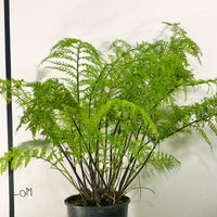 Hen and Chicken Fern (Asplenium bulbiferum)