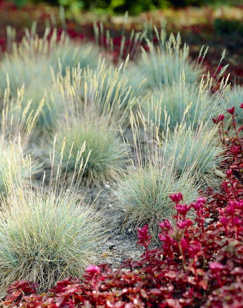 Blue Fescue (Festuca glauca) - Ladybird Nursery
