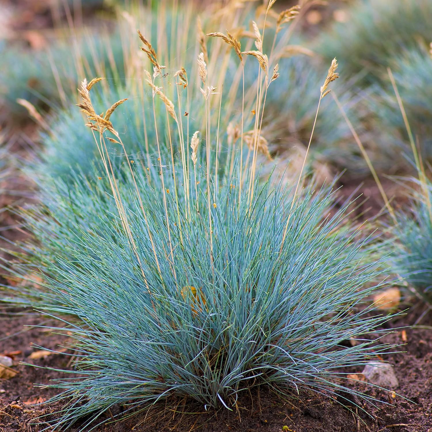 Blue Fescue (Festuca glauca) - Ladybird Nursery