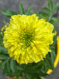 Marigold 'Pom Pom' (PICK UP ONLY) - Ladybird Nursery