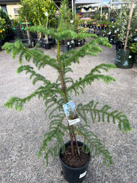 Norfolk Island Pine - Large - Ladybird Nursery