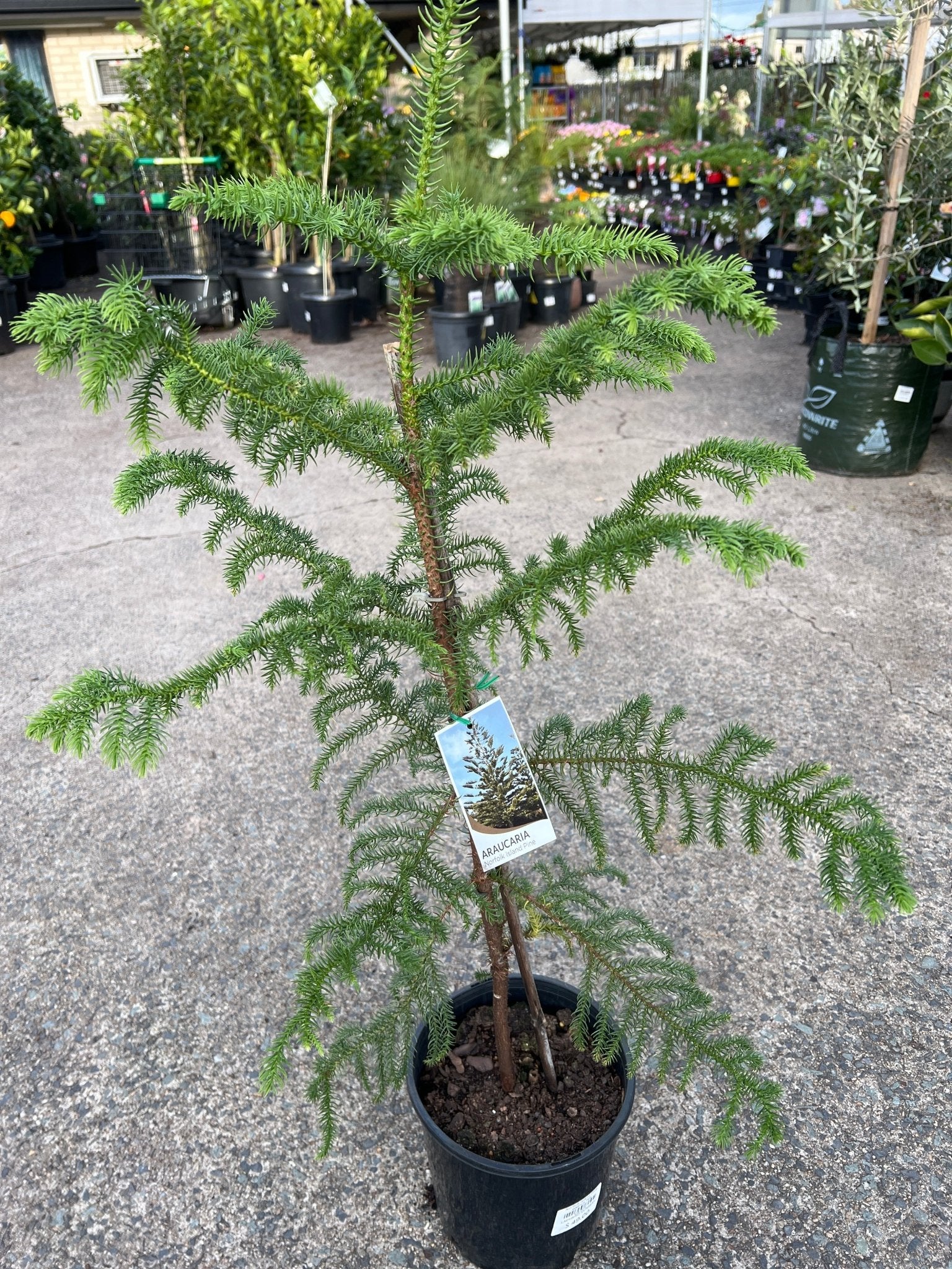 Norfolk Island Pine - Large - Ladybird Nursery