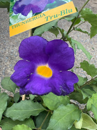 Thunbergia ‘True Blue’ (Thunbergia erecta Vogelii) - Ladybird Nursery