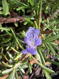 Rosemary 'Blue Lagoon' (Rosmarinus officinalis) - Large - Ladybird Nursery