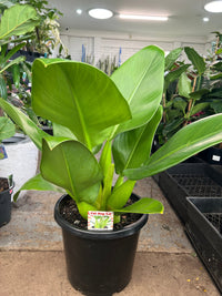 Philodendron Fat Boy 2.0 - Extra Large (PICK UP ONLY) - Ladybird Nursery