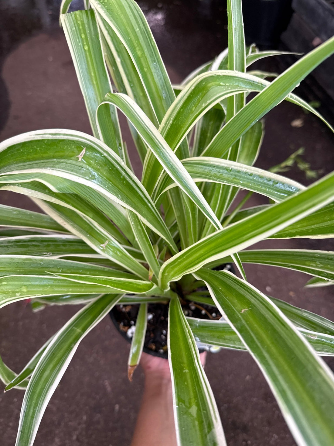Spider Plant (Chlorophytum) - Ladybird Nursery