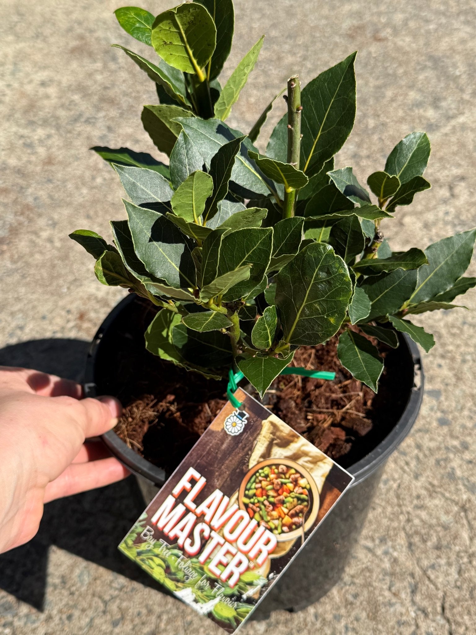 Bay Tree 'Flavour Master' (Laurus nobilis) Large - Ladybird Nursery