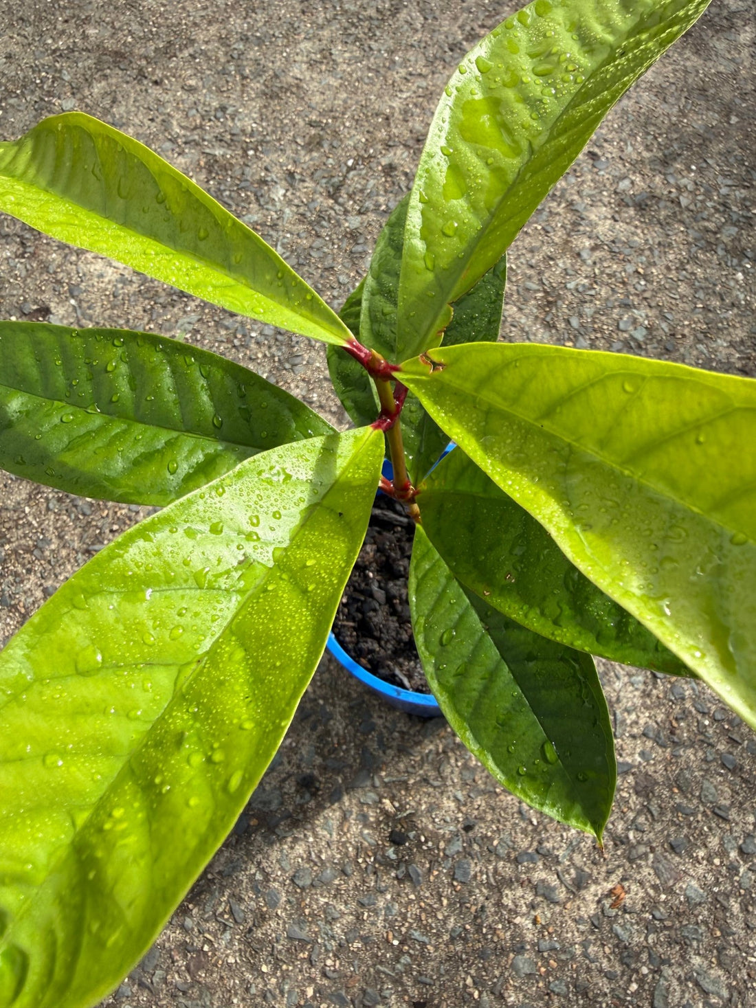 Malay Apple Fruit Tree - Ladybird Nursery