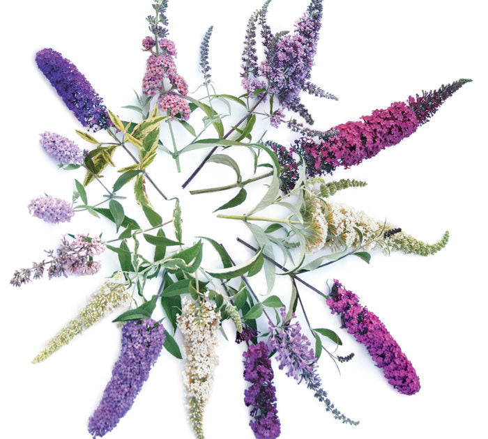 Butterfly Bush Assorted (Buddleja spp.)