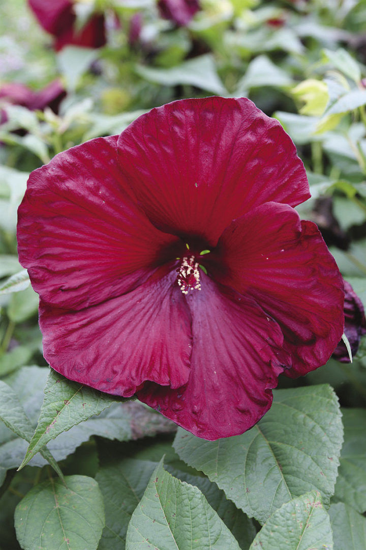 Hibiscus Assorted (Hibiscus spp.)