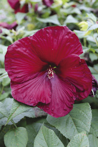 Hibiscus Assorted (Hibiscus spp.)