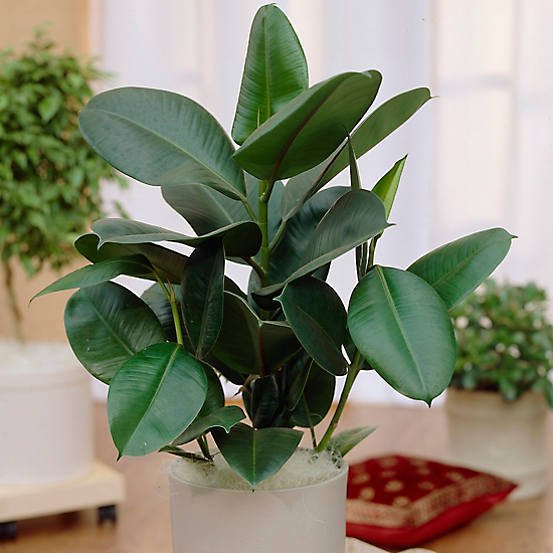 Sophie Rubber Plant (Ficus elastica) - Ladybird Nursery