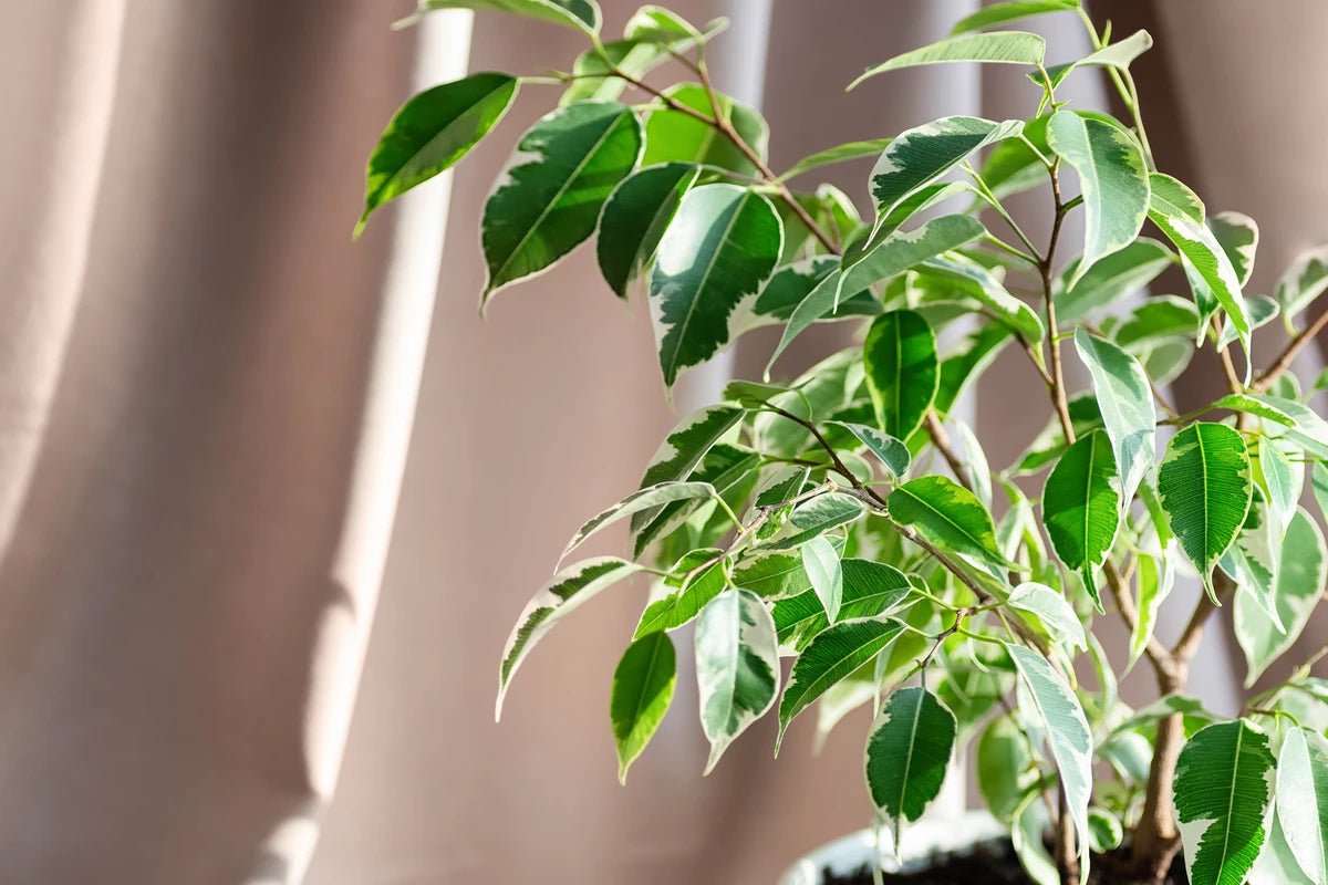 Baby Ben Weeping Fig (Ficus benjamina) - Ladybird Nursery
