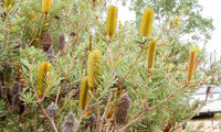Silver Banksia (Banksia marginata) - Ladybird Nursery