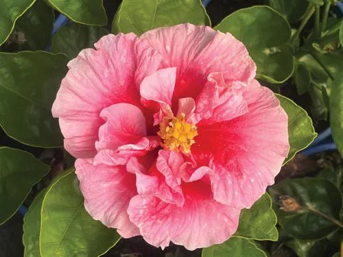 Hibiscus Rio Clara Ruby Red - Ladybird Nursery
