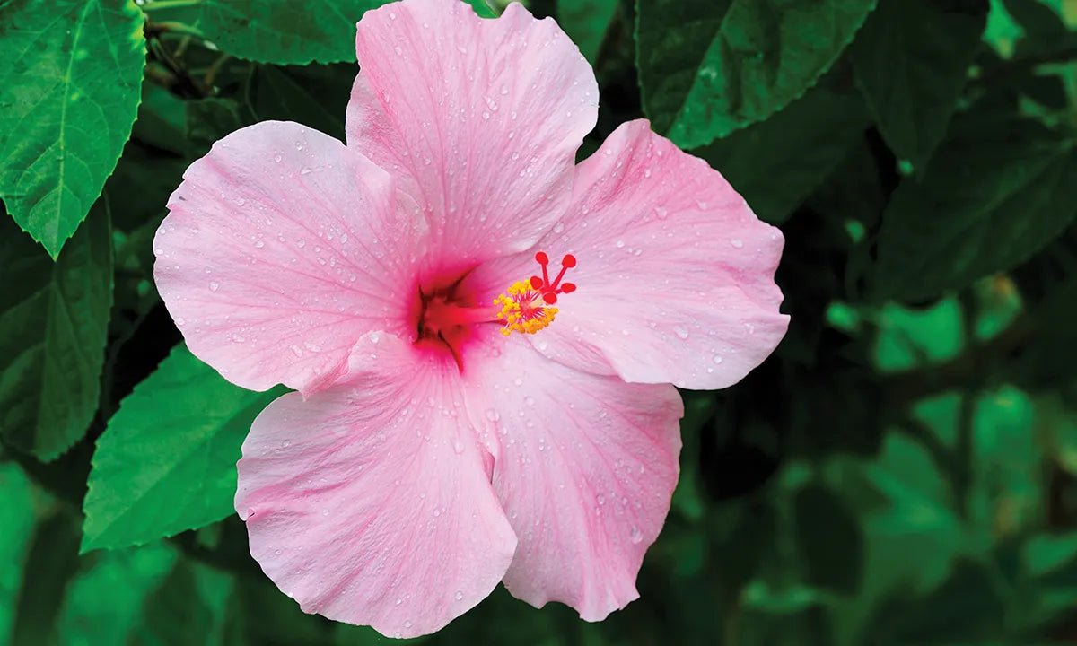 Hibiscus Apple Blossom (Hibiscus rosa - sinensis) - Ladybird Nursery