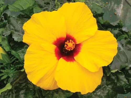 Hibiscus Rio Clara Lemon Delight - Ladybird Nursery