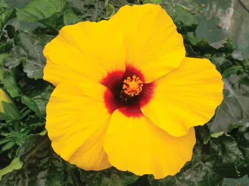 Hibiscus Rio Clara Lemon Delight