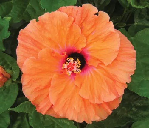Hibiscus Rio Clara Orange Delight - Ladybird Nursery