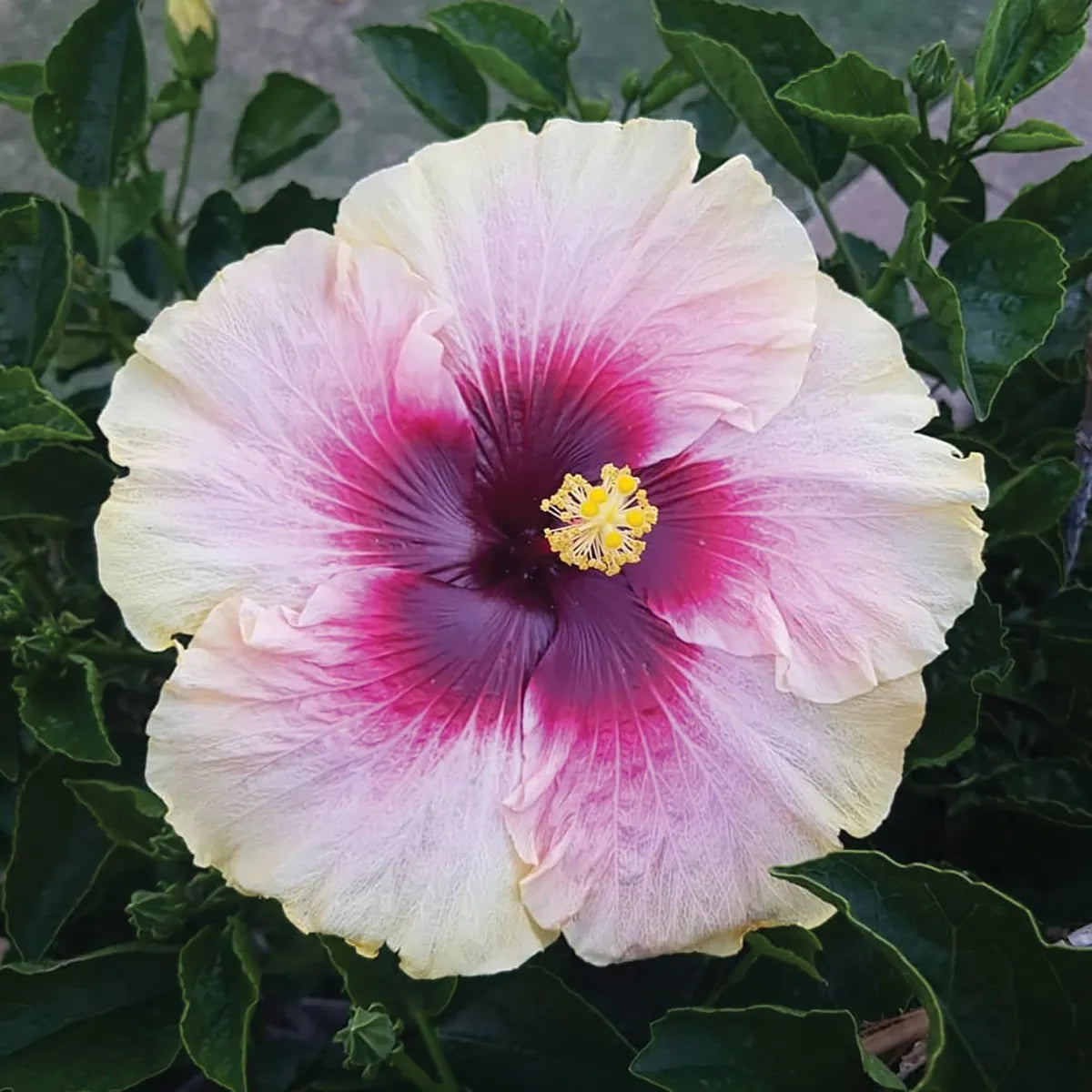 Hibiscus Pirates Patch