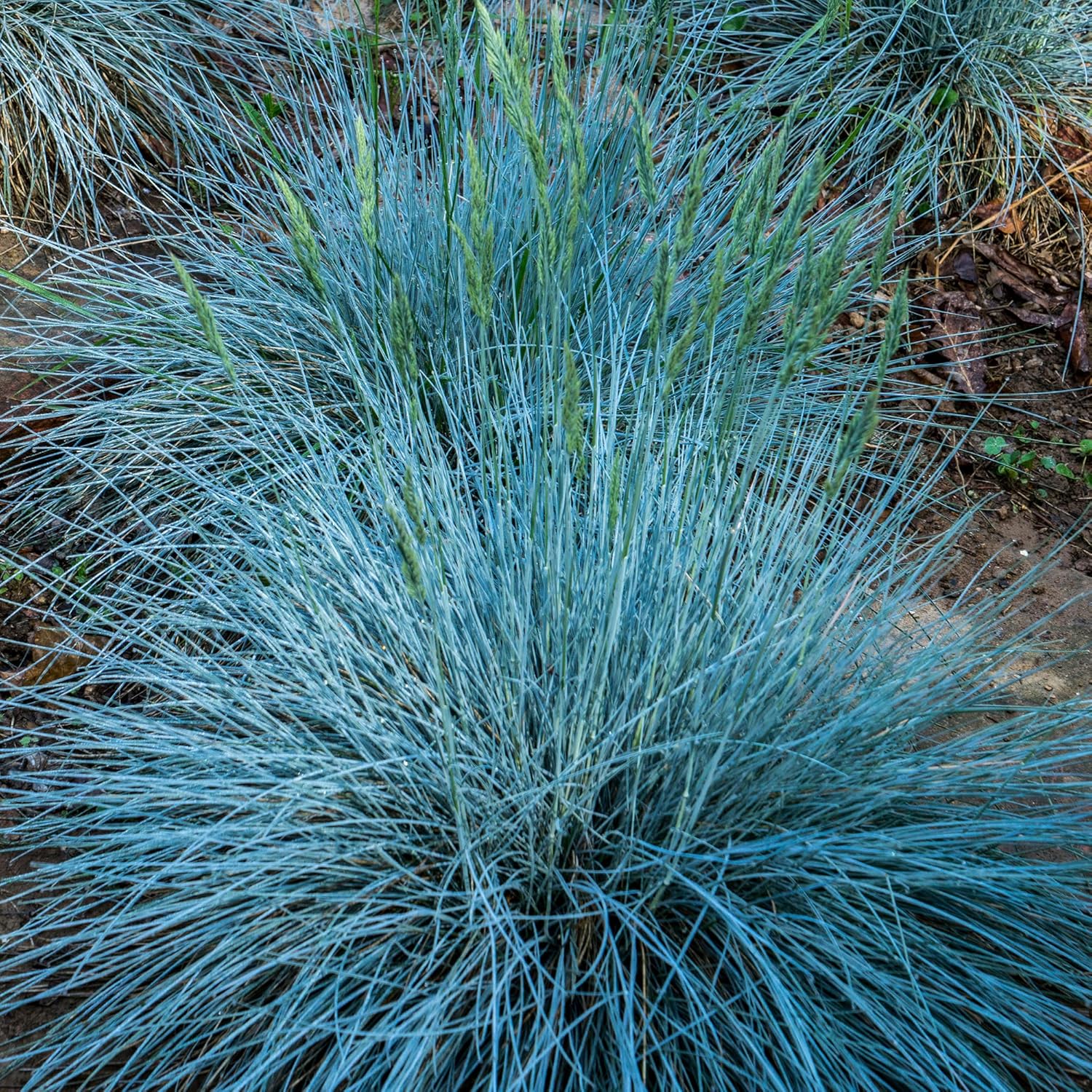 Blue Fescue (Festuca glauca) - Ladybird Nursery