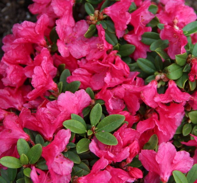 Azalea Flamingo - Ladybird Nursery