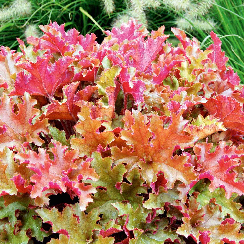Heuchera Marmalade (Heuchera sanguinea)