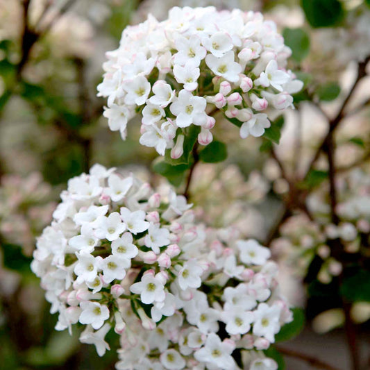 Burkwood Viburnum burkwoodii Anne Russell (Viburnum x)