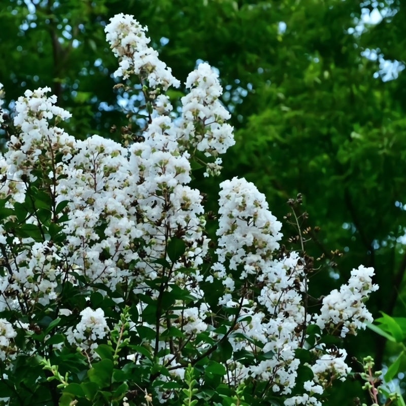 Crepe Myrtle Natchez (Lagerstroemia)