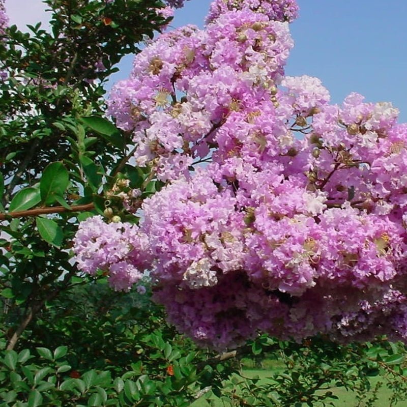 Crepe Myrtle Yuma (Lagerstroemia) - Ladybird Nursery