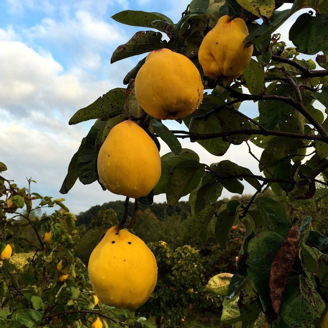 Quince 'Champion' Large - Ladybird Nursery