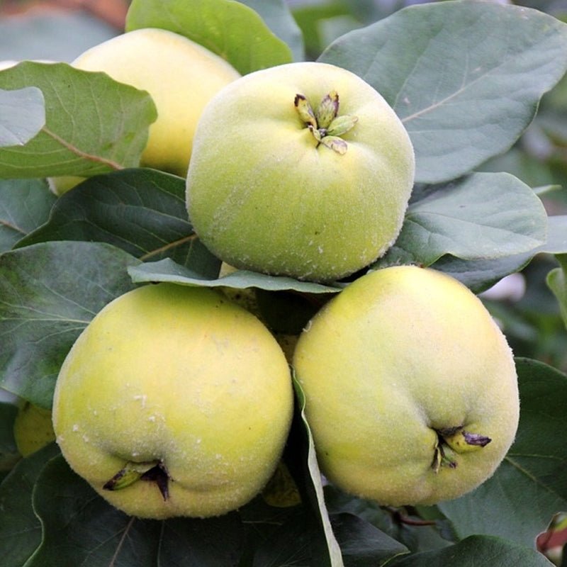 Quince Smyrna 250mm Pot (Advanced size) - Ladybird Nursery