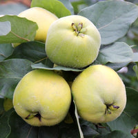 Quince Smyrna (Advanced size)