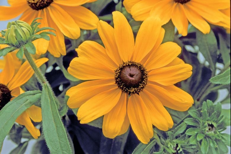 Rudbeckia Sunbeckia Black - eyed Becky Susan Mix - Ladybird Nursery