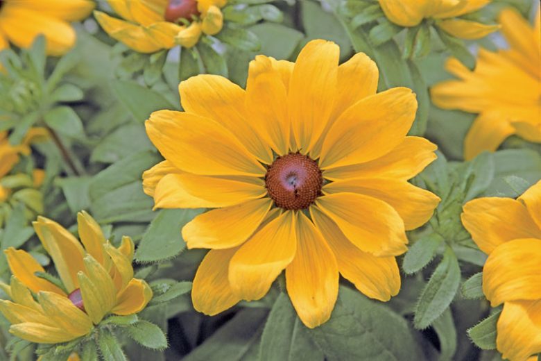 Rudbeckia Sunbeckia Black-eyed Becky Susan Mix