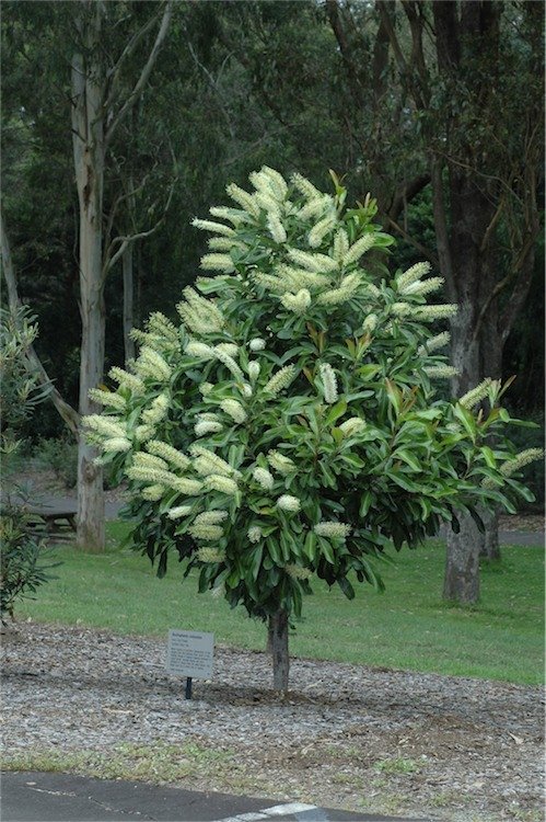 Ivory Curl Flower Tree 200mm pot (Buckinghamia celsissima) - Ladybird Nursery