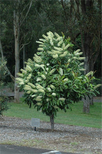Ivory Curl Flower Tree 200mm pot (Buckinghamia celsissima)