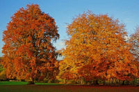 European Beech (Fagus sylvatica) - Ladybird Nursery