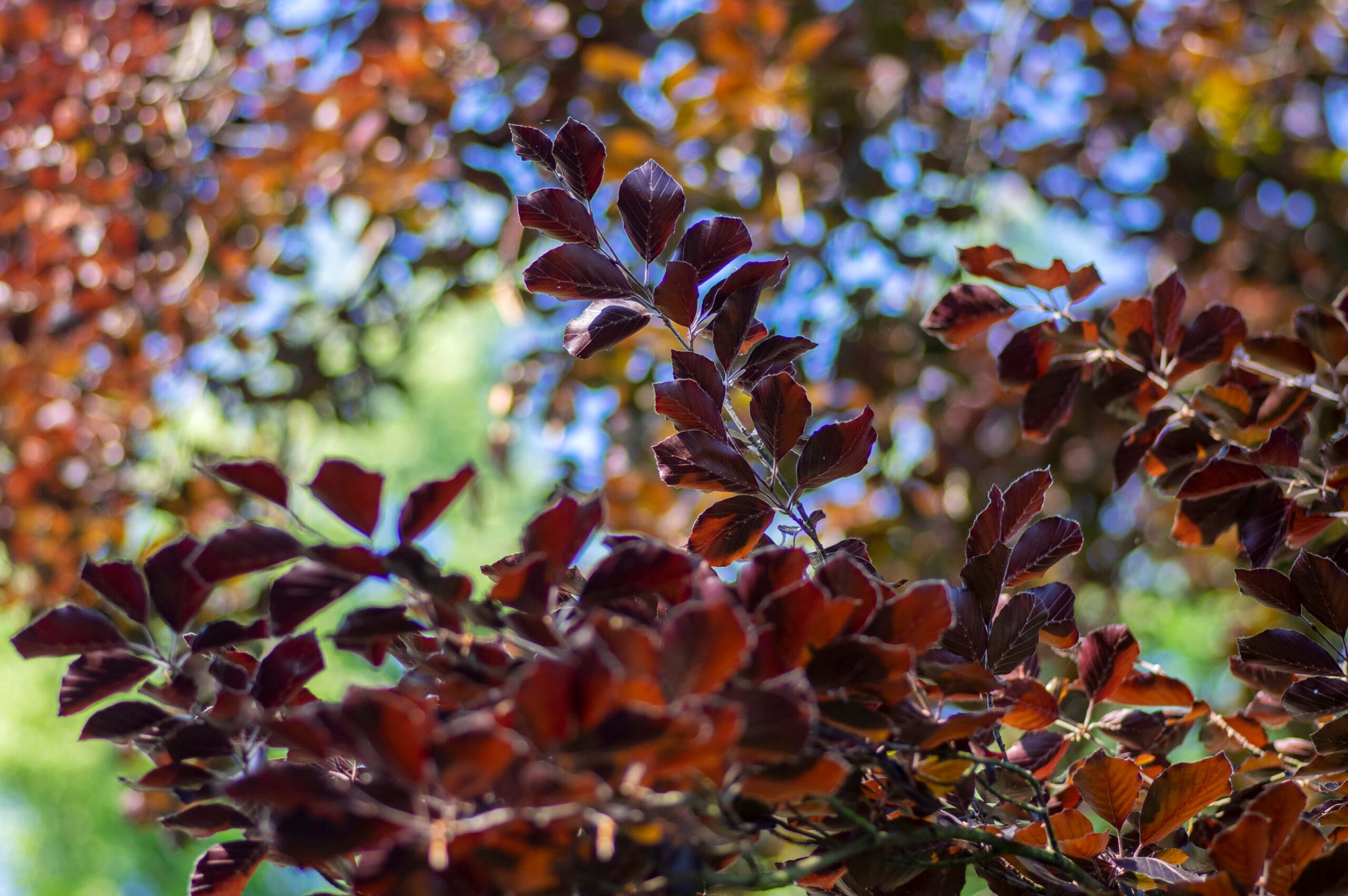 Purple Beech purpurea (Fagus sylvatica)