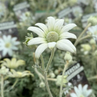 Flannel Flower 'Superstar' (Actinotus helianthi) - Ladybird Nursery
