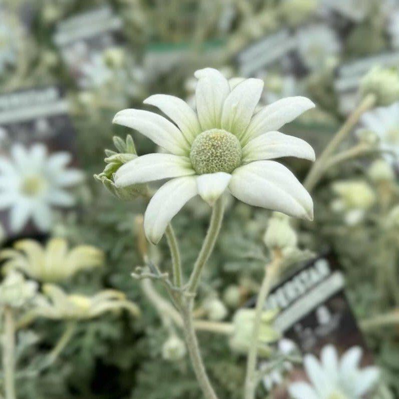 Flannel Flower 'Superstar' (Actinotus helianthi) - Ladybird Nursery